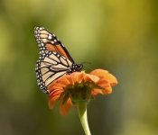 2019 09 15 LongFellowGardens 033